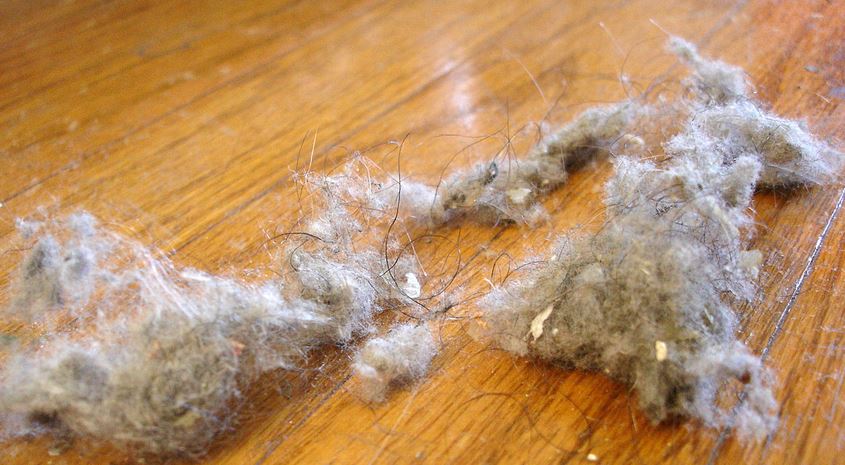 Allergie : vous débarrasser de la poussière dans votre maison !